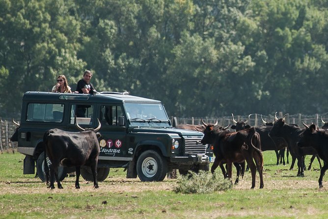 3.5 Hour Camargue 4x4 Safari from Le Grau-du Roi - Is the ride good for families?