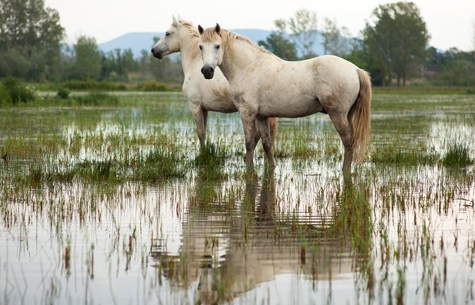 4x4 Camargue Safari 4h - Departure from Arles - Key points to know before booking