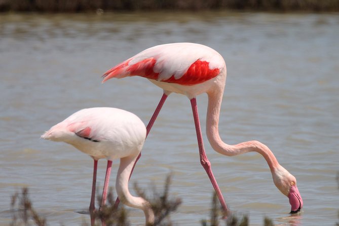 4x4 Camargue Safari 4h - Departure from Arles - Starting in Arles at 1 Rue Emile Fassin