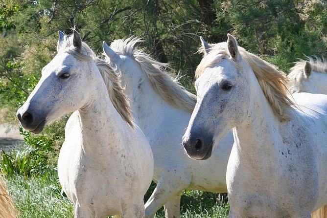 4x4 Camargue Safari 4h - Departure from Arles - The guides are the heart of the experience