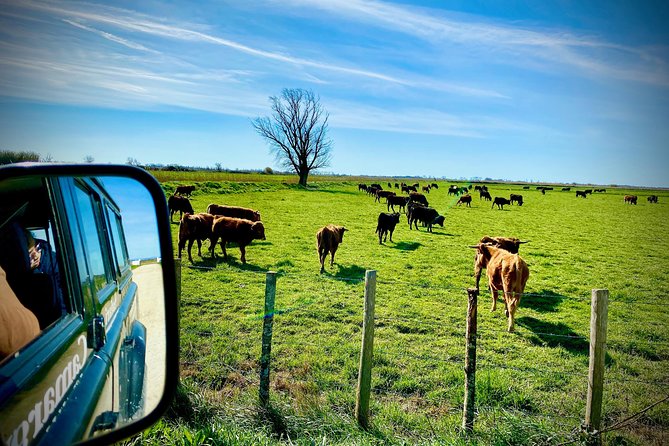 4x4 Camargue Safari 4h - Departure from Arles - Is $71.35 a fair price?