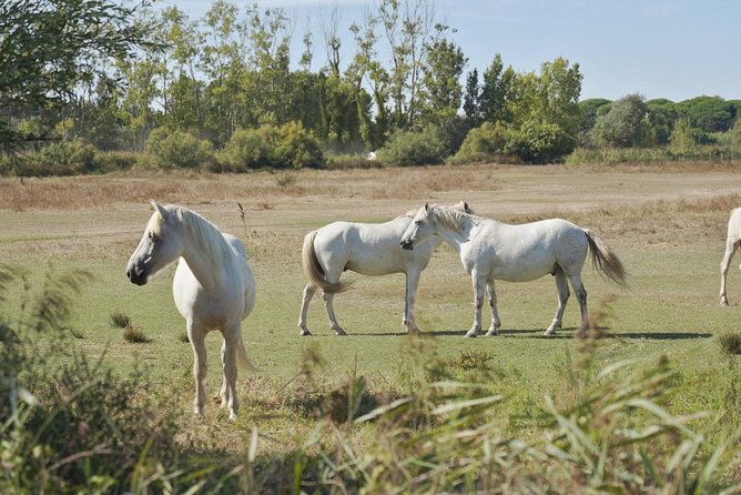 4x4 Camargue Safari 4h - Private Tour - Departure from Arles - Why the Camargue works best with a local guide