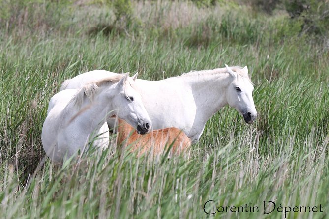 4x4 Camargue Safari 4h - Private Tour - Departure from Arles - A private group of up to six, and why that matters