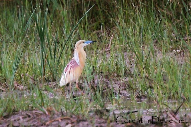 4x4 Camargue Safari 4h - Private Tour - Departure from Arles - Is $538.02 good value?