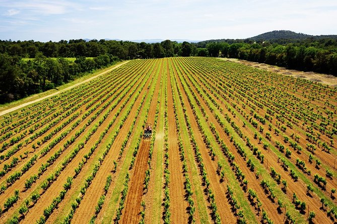 4x4 tour in a winery followed by a tasting - Tasting the estate’s wines with Provençal bites