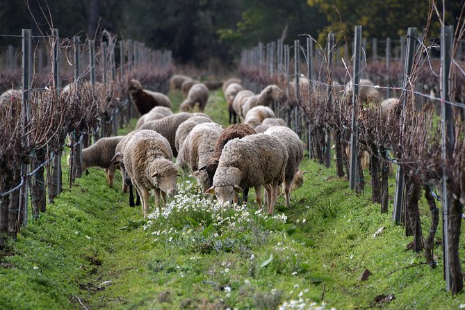 4x4 tour in a winery followed by a tasting - Timing, weather, and cancellation advice