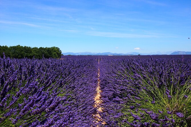 5-Hours Lavender Fields Tour in Valensole from Aix-en-Provence - Leaving Aix at 9:00 am