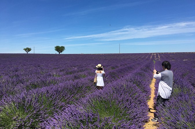 5-Hours Lavender Fields Tour in Valensole from Aix-en-Provence - Light, heat, and the best time for photographs