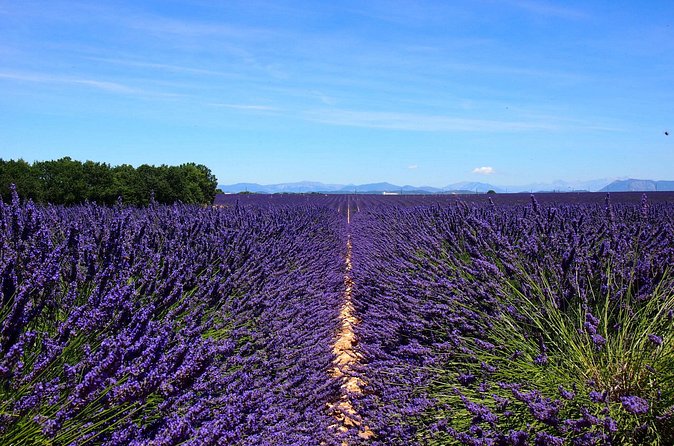 5-Hours Lavender Fields Tour in Valensole from Aix-en-Provence - What the guide can add to the day