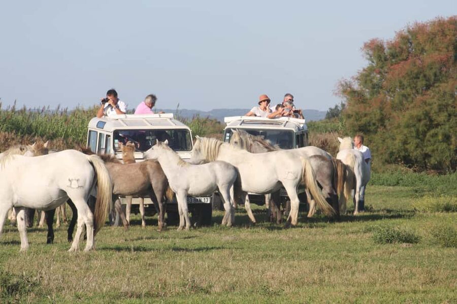 Aigues Mortes: Jeep Photo Safari in Camargue - Starting near Aigues-Mortes in a 4x4