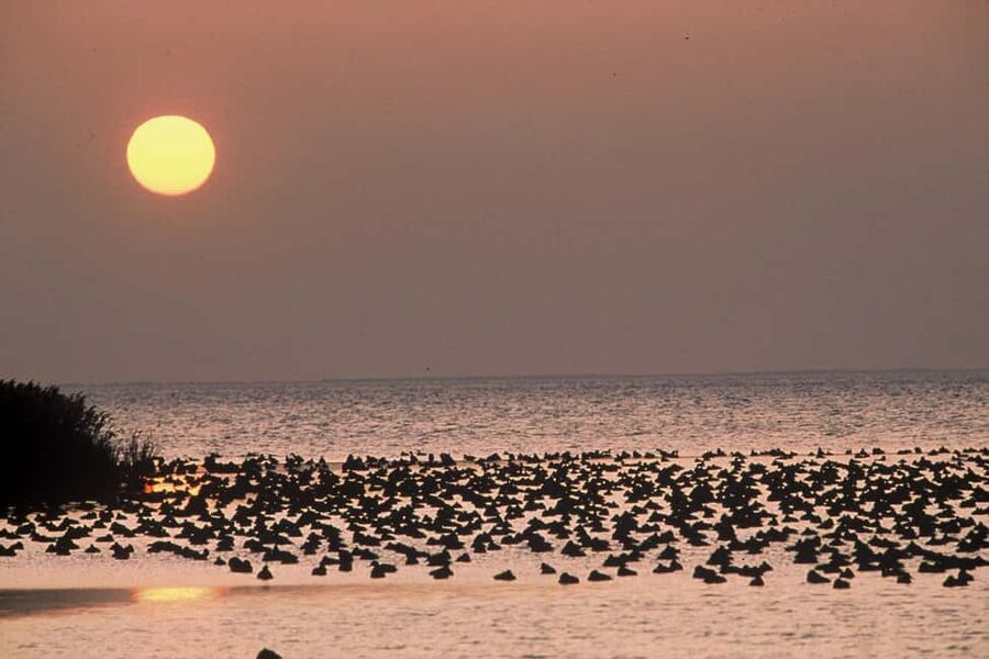Aigues Mortes: Jeep Photo Safari in Camargue - Watching flamingos and wetland birds
