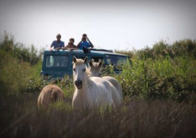 Aigues Mortes: Jeep Photo Safari in Camargue