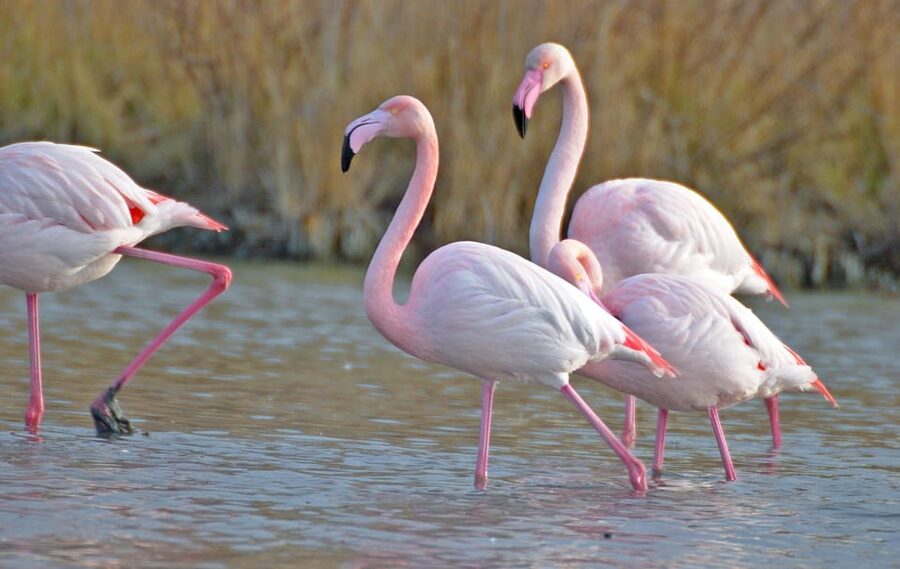 Aigues Mortes: Jeep Photo Safari in Camargue - Is $70 a fair price?