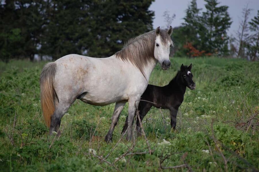 Aigues Mortes: Jeep Photo Safari in Camargue - Who will enjoy this safari most?