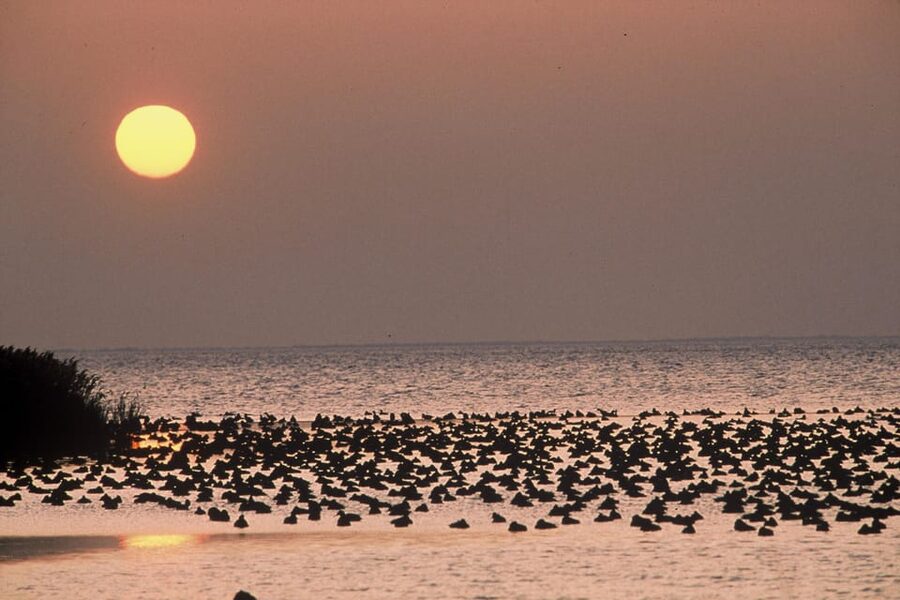 Aigues Mortes: Jeep Photo Safari in Camargue - Booking flexibility and practical limits