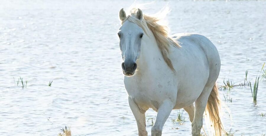 Aigues Mortes: safari en vélo - Ebike tour in Camargue - Who should book this Camargue safari?