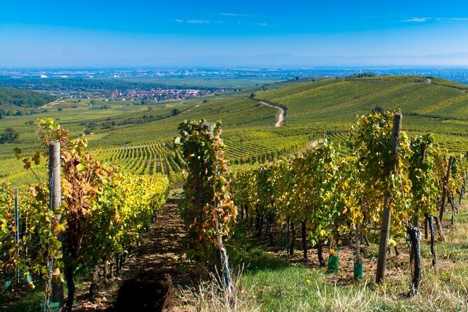 Alsace Full Day Wine Tour from Colmar - Why a full day works better than a quick tasting