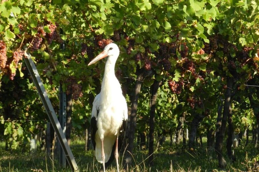 Alsace: Half-Day Wine Tour from Colmar - Timing, comfort, and practical limits
