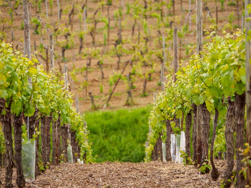 Alsace Half-Day Wine Tour from Strasbourg - The guides make the difference