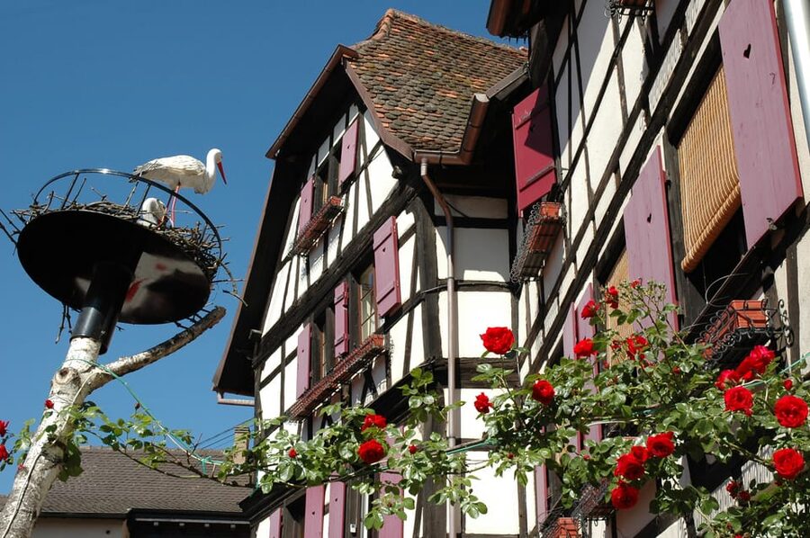 Alsace Half-Day Wine Tour from Strasbourg - Who will enjoy this tour most