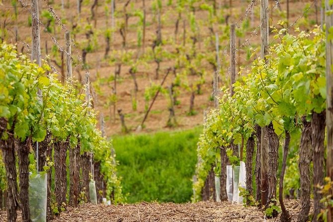Alsace Wine Route Small Group Half-Day Tour with Tasting from Strasbourg - What happens at the two winery stops