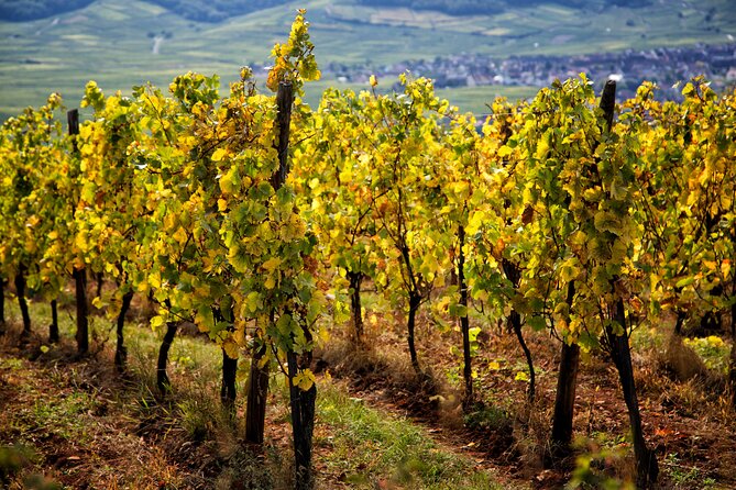 Alsace Wine Route Wineries & Tasting Small Group Guided Tour from Strasbourg - The final two tastings and Alsace wine families
