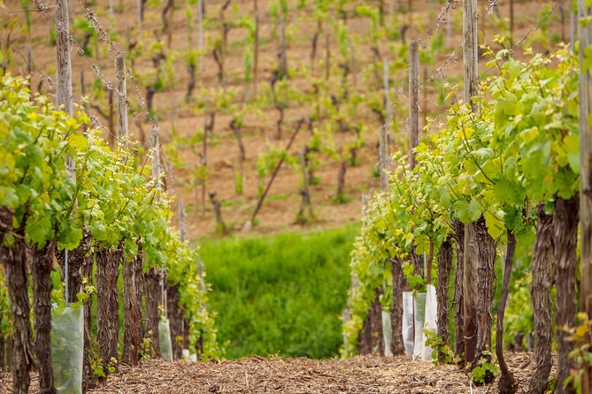 Alsace Wine Route Wineries & Tasting Small Group Guided Tour from Strasbourg - Dambach-la-Ville and the old caveau experience