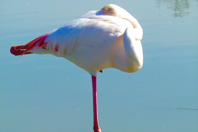 Arles and Camargue Full-Day Tour including Aigues Mortes - Why this Avignon day trip works