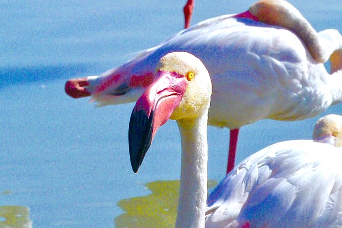 Arles and Camargue Full-Day Tour including Aigues Mortes - The Camargue around Lake Vaccarès