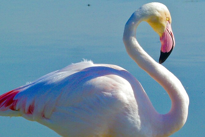 Arles and Camargue Full-Day Tour including Aigues Mortes - Saintes-Maries-de-la-Mer and the Mediterranean