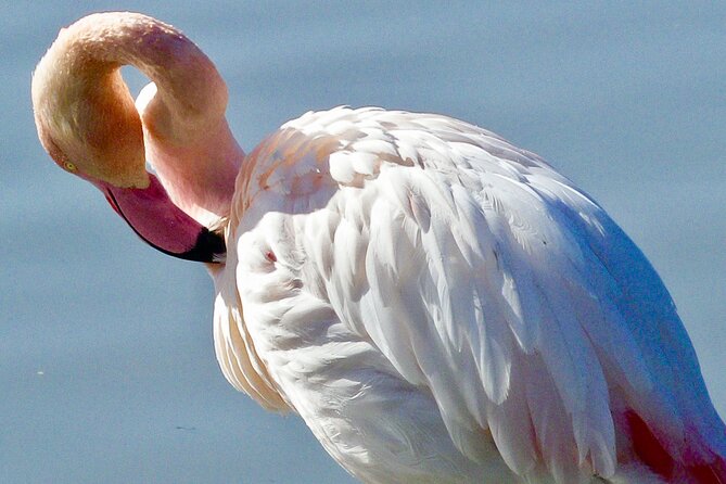 Arles and Camargue Full-Day Tour including Aigues Mortes - Flamingos at Pont de Gau