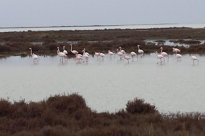 Arles and Camargue Full-Day Tour including Aigues Mortes - Guides, timing, and the small-group setup