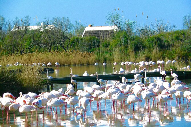 Arles and Camargue Full-Day Tour including Aigues Mortes - Who will get the most from this tour