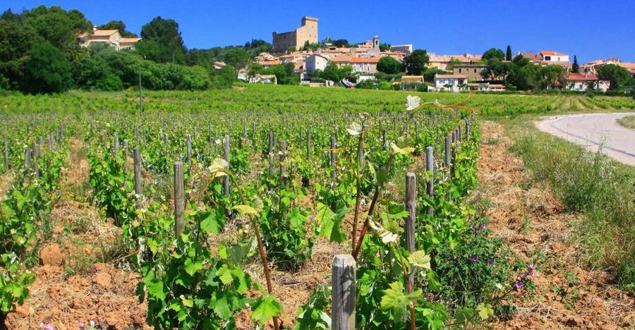 Avignon: Full-Day Wine Tour around Châteauneuf-du-Pape - Five useful things to know before booking