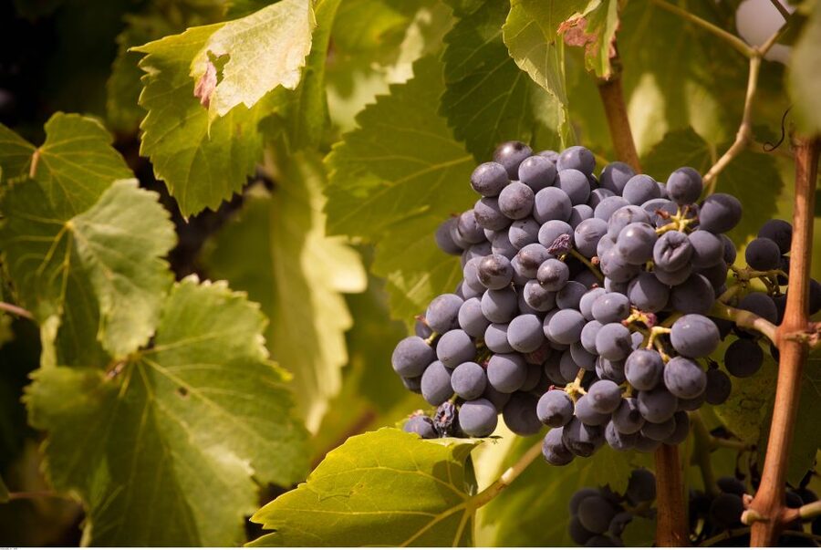 Avignon: Full-Day Wine Tour around Châteauneuf-du-Pape - How the tastings work for beginners and wine fans