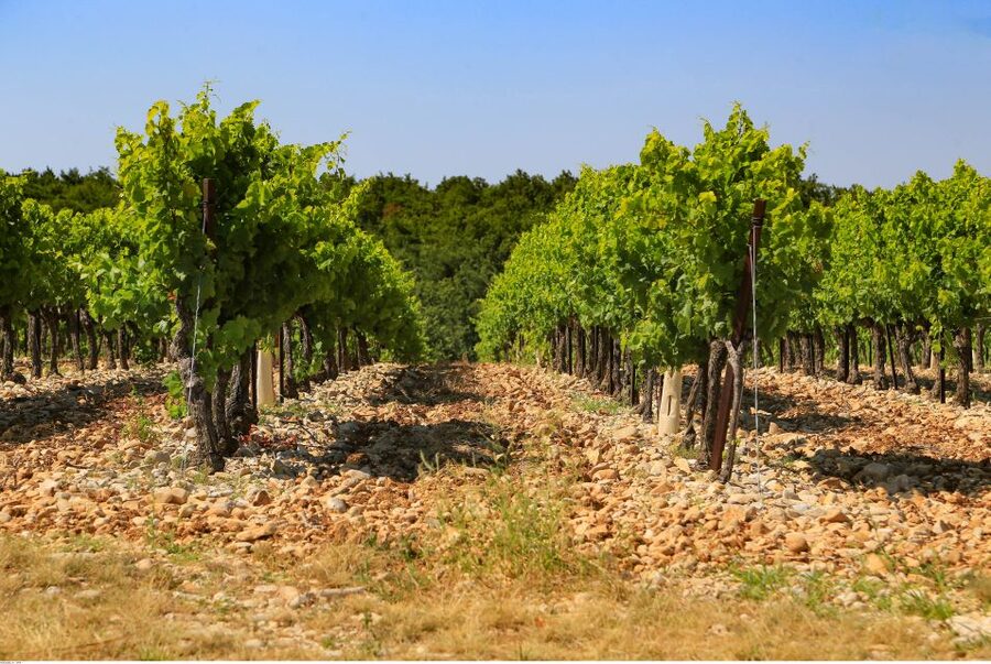 Avignon: Full-Day Wine Tour around Châteauneuf-du-Pape - The lunch stop is more than a pause