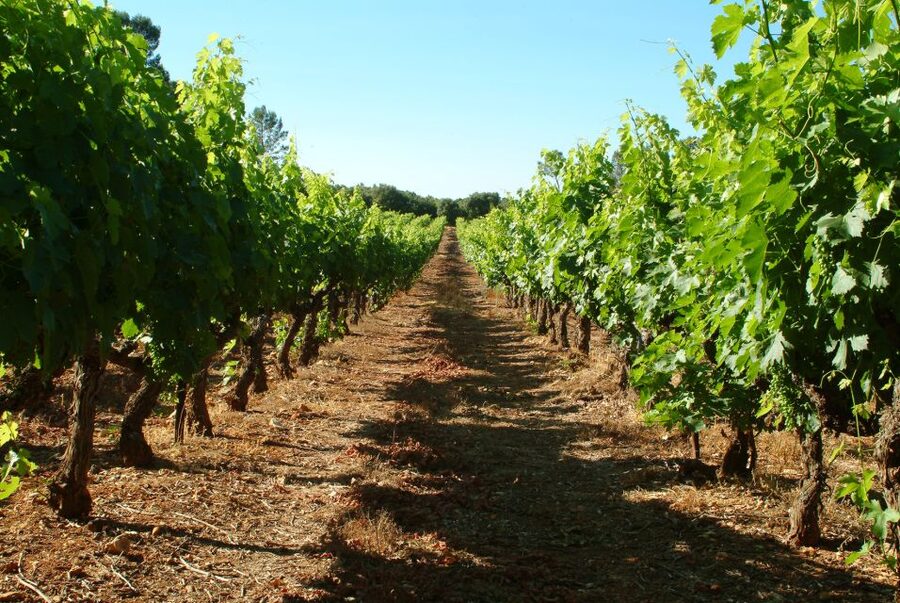 Bandol and Cassis: Full Day Wine Tour from Marseille - Why Cassis makes a strong first stop