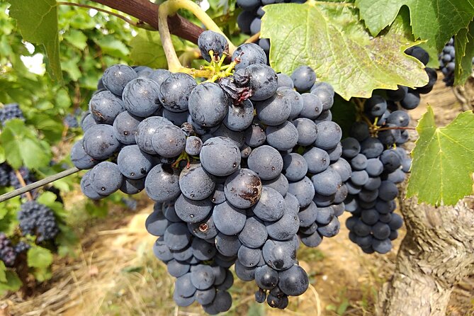 Beaujolais Half Day Wine Tasting Tour - Château de Pizay turns wine tasting into a lesson