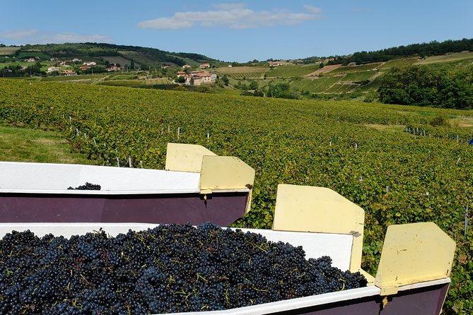 Beaujolais & Perouges Medieval Town (9:00 am to 5:15 pm - Small Group Tour Lyon - The family winery and the best part of the morning
