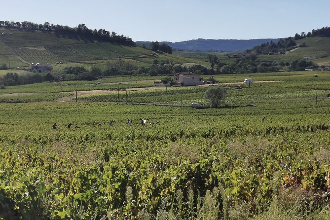 Beaujolais wine tour from Lyon half day - Key points to know before booking