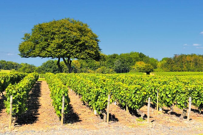 Beaujolais wine tour from Lyon half day - Why this is an easy Beaujolais trip from Lyon