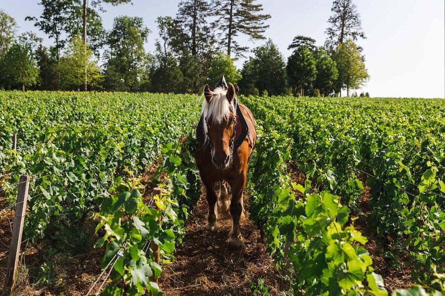 Beaune: Wine Tasting at Château de Pommard - Key points to know before booking