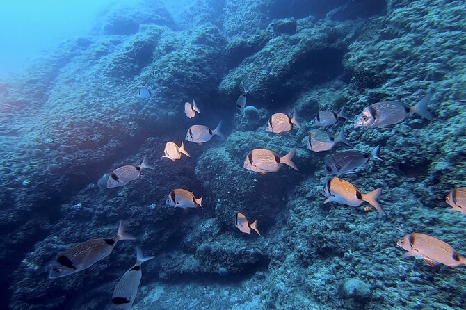Boat trip and snorkeling in Villefranche - sur - Mer - Getting fitted with masks, fins, and wetsuits
