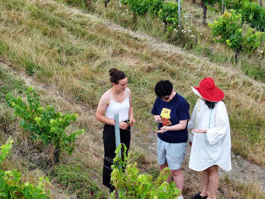 Bordeaux: Explore an Organic Family Vineyard with Tasting - Walk among the vines and see organic farming