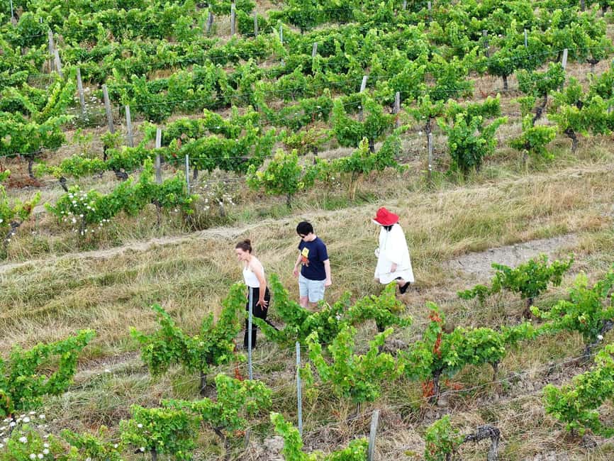 Bordeaux: Explore an Organic Family Vineyard with Tasting - What makes the family welcome different