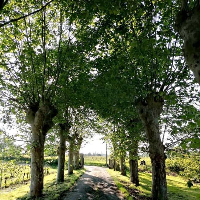 Bordeaux: Explore an Organic Family Vineyard with Tasting - Who should book this vineyard visit?