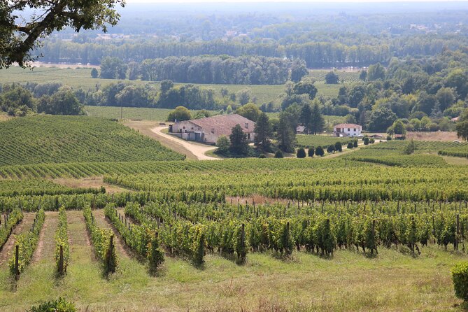 Bordeaux : Full Day Wine Tastings & Gourmet Lunch - Tasting 10 to 12 wines without making it a contest
