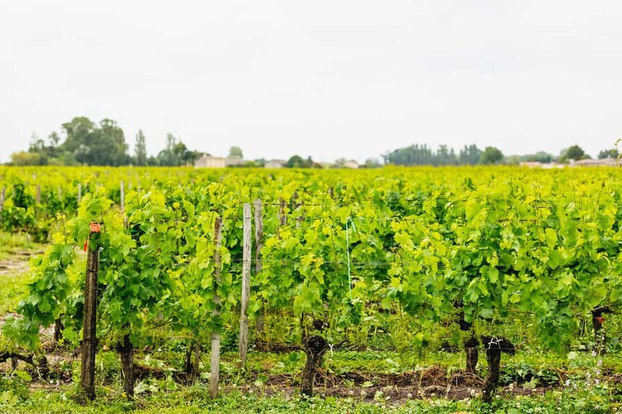 Bordeaux: St. Emilion Day Trip with Wine Tasting and Lunch - Who will enjoy this day most?