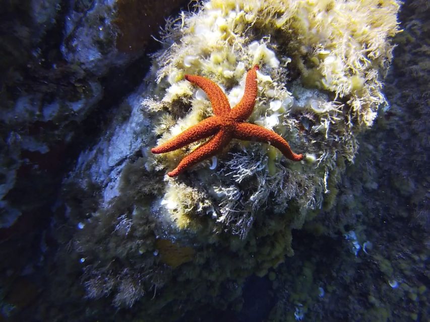 Calvi: Introduction to Diving Dive with an Instructor - Meeting the team at Port de Plaisance