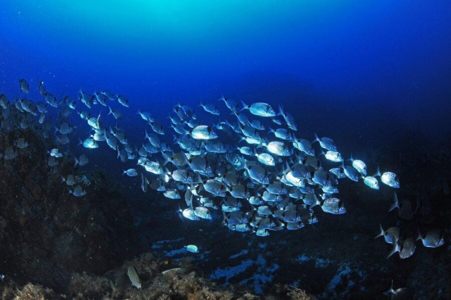 Calvi: Introduction to Diving Dive with an Instructor - Thirty minutes to understand the equipment